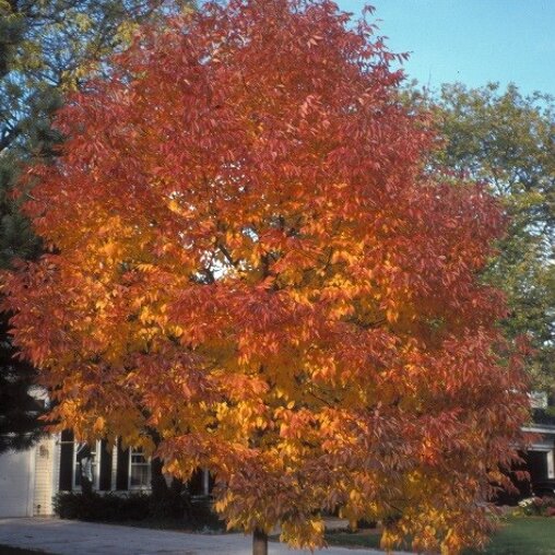 Smalbladige es (Fraxinus angustifolia ‘Raywood')